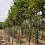 Sierpeer - Pyrus calleryana Chanticleer - Omtrek: 14-18 cm |, Tuin en Terras, Planten | Bomen, Ophalen of Verzenden