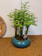 Kustmammoetboom bonsai (Sequoia) - Hoogte (boom): 43 cm -
