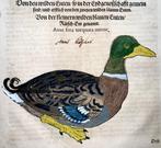 Conrad Gesner [1516-1565] - Anas Fera, Duck, ornithology,