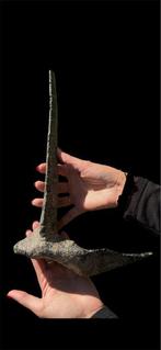 Spectaculair botcollier - Fossiel skelet - Ankylosauro, Verzamelen, Mineralen en Fossielen