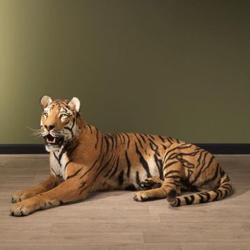 Tijger Liggend Taxidermie Opgezette Dieren By Max beschikbaar voor biedingen