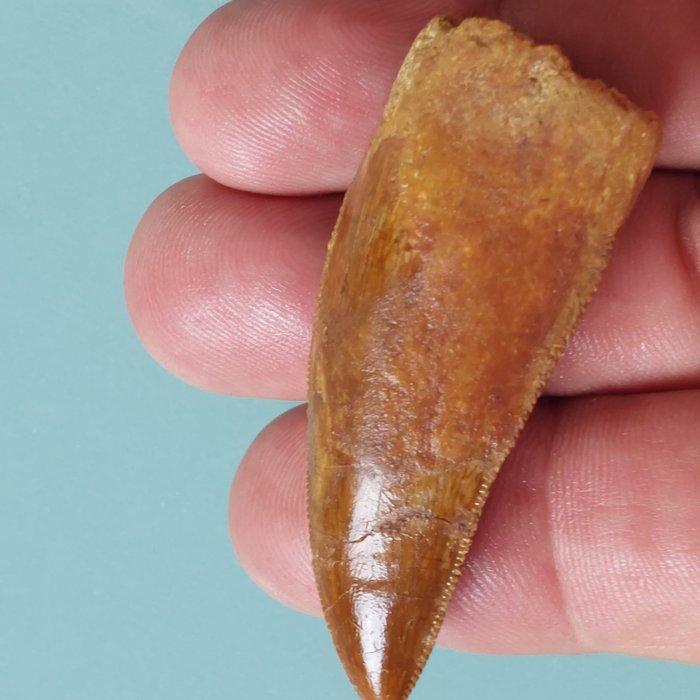 Dinosaurus - Fossiele tand - Carcharodontosaurus sp. - 58 mm, Verzamelen, Mineralen en Fossielen