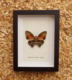 Vlinder Taxidermie volledige montage - Charaxes zhinga -, Nieuw
