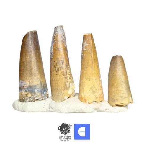 Fossiele tand - Set of 4 Huge Sarcosuchus imperator, Verzamelen, Mineralen en Fossielen