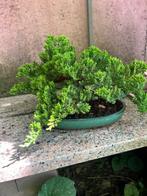 Jeneverbes bonsai (Juniperus) - Hoogte (boom): 22 cm -, Antiek en Kunst