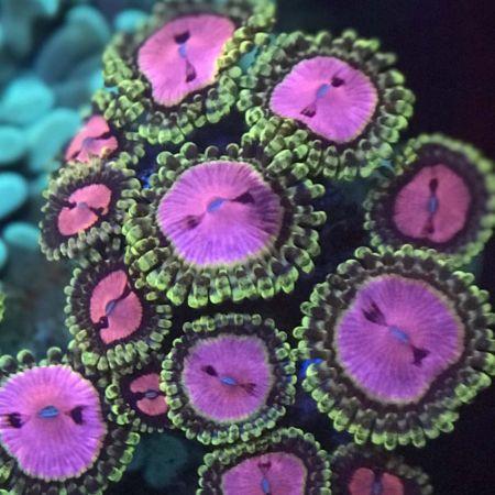 Zoanthus Pink Diamonds S (3-4 poliepen), Dieren en Toebehoren, Vissen | Aquaria en Toebehoren, Ophalen of Verzenden