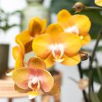 Kolibri Orchids | oranje orchideeënset in Reed Basket incl., Verzenden, Nieuw