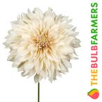 The Bulb Farmers - 12 x Dahlia Cafe Au Lait - creme wit, Voorjaar, Bloembol, Verzenden, Volle zon