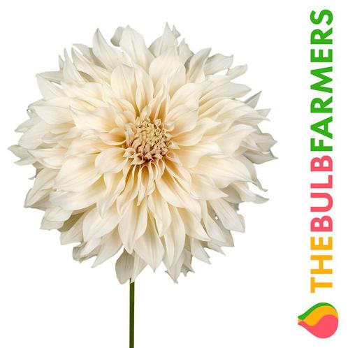 The Bulb Farmers - 12 x Dahlia Cafe Au Lait - creme wit, Tuin en Terras, Bloembollen en Zaden, Bloembol, Voorjaar, Volle zon, Verzenden