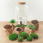 DIY terrarium - Botanical Sven XL -  43 cm, Verzenden, Overige soorten, Halfschaduw, In pot