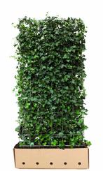 Hedera hibernica 180 cm - Quickhedge, Tuin en Terras, Planten | Tuinplanten, Verzenden