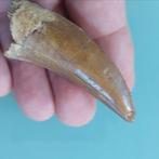 Dinosaurus - Fossiele tand - Carcharodontosaurus sp., Verzamelen