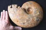 Ammoniet - Gefossiliseerde schelp - lytoceras dilucidum - 27, Verzamelen, Mineralen en Fossielen