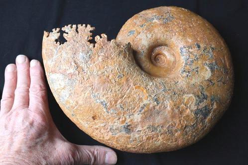 Ammoniet - Gefossiliseerde schelp - lytoceras dilucidum - 27, Verzamelen, Mineralen en Fossielen