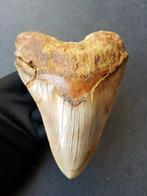 Megalodon - Fossiele tand - 139 mm - 111 mm, Verzamelen
