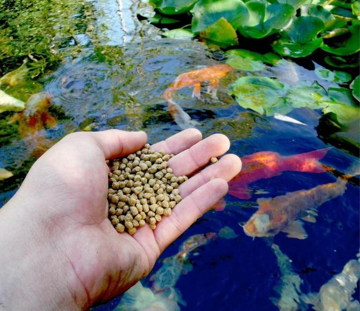 Koivoer  steurvoer van de beste kwaliteit!! en prijs, Dieren en Toebehoren, Vissen | Vijvervissen, Karper of Koi