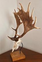 Jachttrofee, Verzamelen, Nieuw