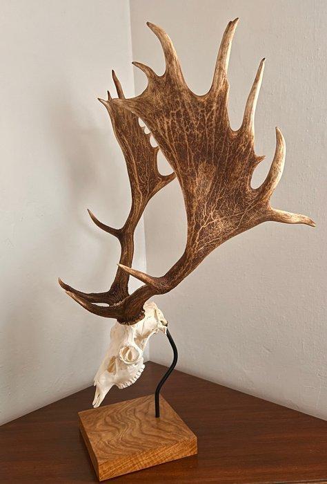 Jachttrofee, Verzamelen, Dierenverzamelingen