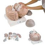 Anatomie model van de hersenen, 14-delig, megamodel, Nieuw, Verzenden