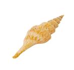 de elegante schoonheid Skelet - turris queenslandica, Nieuw