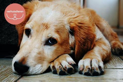 ≥ Adoptiehond | retrievers | Verhuisdieren — Honden | Retrievers ...