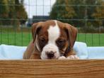 Old English Bulldog pups! | Mogen mee! | Hartelijk Welkom., Dieren en Toebehoren, Honden | Bulldogs, Pinschers en Molossers, Parvo