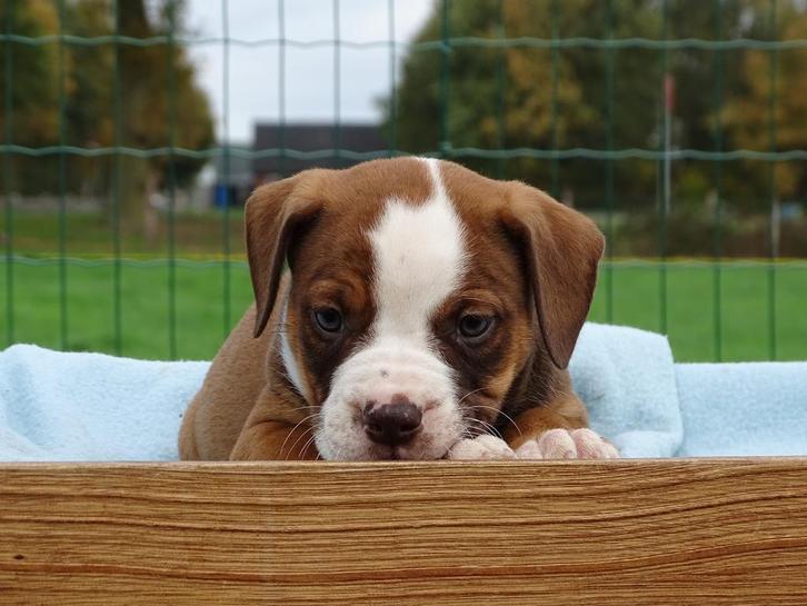 Old English Bulldog pups! | Mogen mee! | Hartelijk Welkom., Dieren en Toebehoren, Honden | Bulldogs, Pinschers en Molossers, Meerdere
