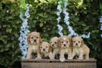 Amerikaanse Cocker Spaniel pups te koop, Dieren en Toebehoren, België, 8 tot 15 weken, Meerdere, Meerdere dieren