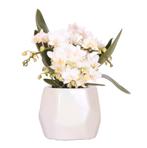 Kolibri Orchids | Witte orchidee Nazaré + Pearl sierpot Tr, Huis en Inrichting, Verzenden, Nieuw
