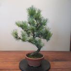 Pinus parviflora - Hoogte (boom): 46 cm - Diepte (boom): 35