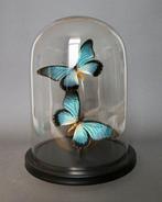 Vlinder Taxidermie volledige montage - Papilio zalmoxis - 30, Antiek en Kunst, Curiosa en Brocante