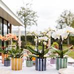 Kolibri Orchids | witte phalaenopsis orchidee Lausanne + Pai, Huis en Inrichting, Verzenden, Nieuw