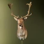 Damhert Taxidermie Opgezette Dieren By Max, Verzamelen, Dierenverzamelingen, Ophalen of Verzenden, Nieuw, Wild dier, Opgezet dier