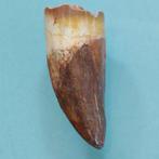 Dinosaurus - Fossiele tand - Carcharodontosaurus sp. - 58 mm, Verzamelen, Mineralen en Fossielen