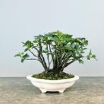 Viburnum Tinus - Hoogte (boom): 25 cm - Diepte (boom): 22 cm, Antiek en Kunst