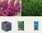 Gevulde plantebak - Luxor plantenbak antraciet (L)50 x (B)50, Tuin en Terras, Planten | Tuinplanten, Ophalen of Verzenden