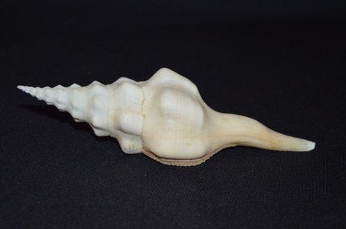 Zeeslak Zeeschelp - FUSINUS UNDATUS (Zonder Minimumprijs), Verzamelen, Dierenverzamelingen