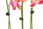 Orchidee clips zwart set a 10 stuks - Nature, Nieuw, Verzenden