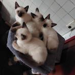 Siamees Kittens, Meerdere dieren, Ontwormd, 0 tot 2 jaar