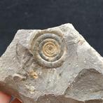 Devonische ammoniet - Gefossiliseerd dier - Clymenia, Verzamelen, Mineralen en Fossielen