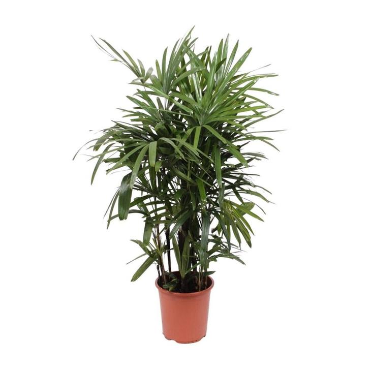 Rhapis Excelsa - Ø27cm - 120cm, Tuin en Terras, Bloembollen en Zaden, Verzenden
