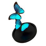 Vlinder Taxidermie volledige montage - Azure Dreams - Morpho