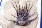 Trilobiet - Fossiel rugschild - Dicranurus monstruosus -, Verzamelen