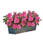 Verbena - Roze / Balkonbak 100 cm, Ophalen of Verzenden