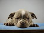 Old English Bulldog pups | Gezonde type | Mogen direct mee!