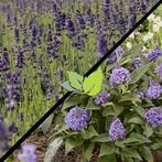 Bijentuin pakket 10 vlinderstruiken + 10 lavendel, Tuin en Terras, Planten | Tuinplanten, Ophalen of Verzenden, Overige soorten