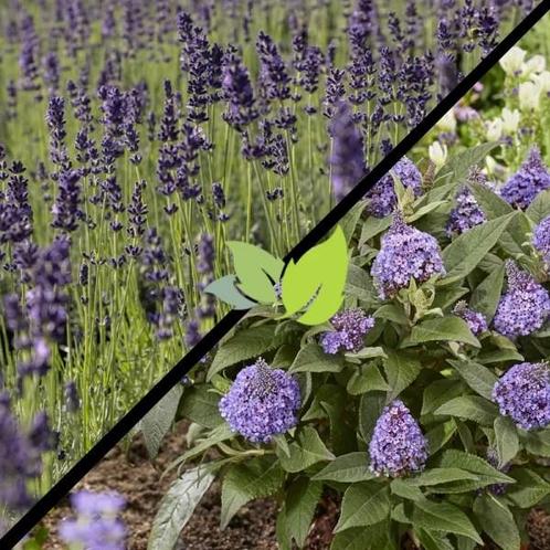 Bijentuin pakket 10 vlinderstruiken + 10 lavendel, Tuin en Terras, Planten | Tuinplanten, Overige soorten, Ophalen of Verzenden