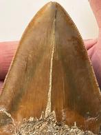 Megalodon tand 12,6 cm - Fossiele tand - Carcharocles