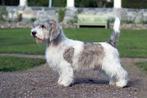 Petit Basset Griffon Vendéen (PBGV) Puppies met Stamboom., Dieren en Toebehoren, Nederland, Parvo, Overige rassen, 8 tot 15 weken