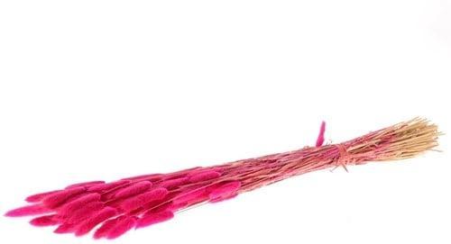 Lagurus ovatus 100 gr in hoes dark pink pluimgras, Huis en Inrichting, Woonaccessoires | Kunstplanten en Kunstbloemen, Nieuw, Ophalen of Verzenden